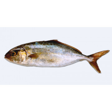 Ricciola 5-30kg