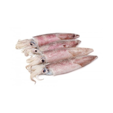 Calamari Francia Atlantico
